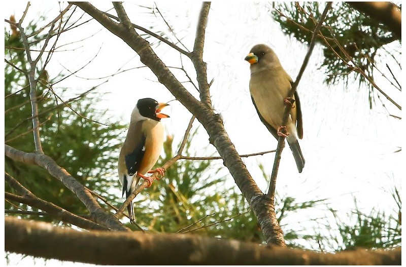 PHOTO BY WO2YA LAB  | Canon EOS-1D X Mark II  | 2024:03:04 11:19:04  | ISO-3200 | 1/2500 sec | f 7.1 | 300 mm | EV=0 | ● WIDTH:1800 pixels  HEIGHT:1200 pixels