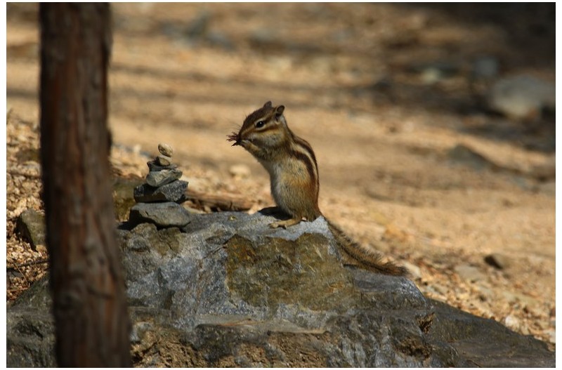PHOTO BY WO2YA LAB  | Canon EOS-1D X Mark II  | 2024:03:04 11:19:12  | ISO-3200 | 1/8000 sec | f 7.1 | 300 mm | EV=0 | ● WIDTH:1800 pixels  HEIGHT:1200 pixels