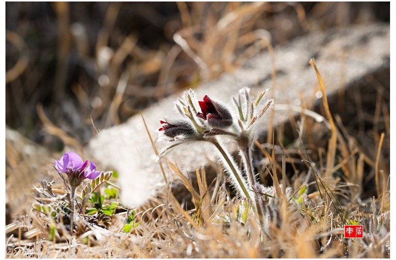 PHOTO BY changickheun  | Canon EOS-1D X Mark III  | 2024:03:15 14:11:11  | ISO-100 | 1/400 sec | f 5.6 | 100 mm | EV=0 | ● WIDTH:1800 pixels  HEIGHT:1207 pixels