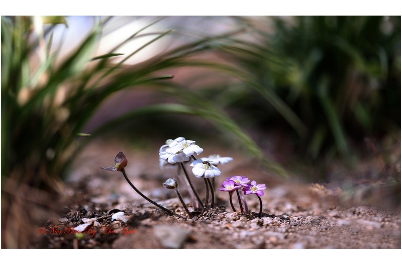 PHOTO BY  | Canon EOS R6  | 2024:03:16 10:59:40  | ISO-100 | 1/250 sec | f 2.8 | 100 mm | EV=0 | ● WIDTH:1800 pixels  HEIGHT:1050 pixels