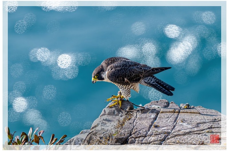 PHOTO BY  | NIKON Z 9  | 2024:03:16 09:05:27  | ISO-450 | 1/1250 sec | f 5.6 | 840 mm | EV=0.3 | ● WIDTH:1500 pixels  HEIGHT:999 pixels