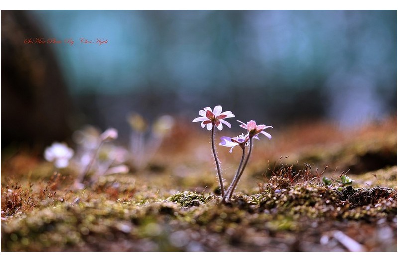 PHOTO BY  | Canon EOS R6  | 2024:03:16 10:45:52  | ISO-100 | 1/800 sec | f 2.8 | 100 mm | EV=0 | ● WIDTH:1800 pixels  HEIGHT:1100 pixels