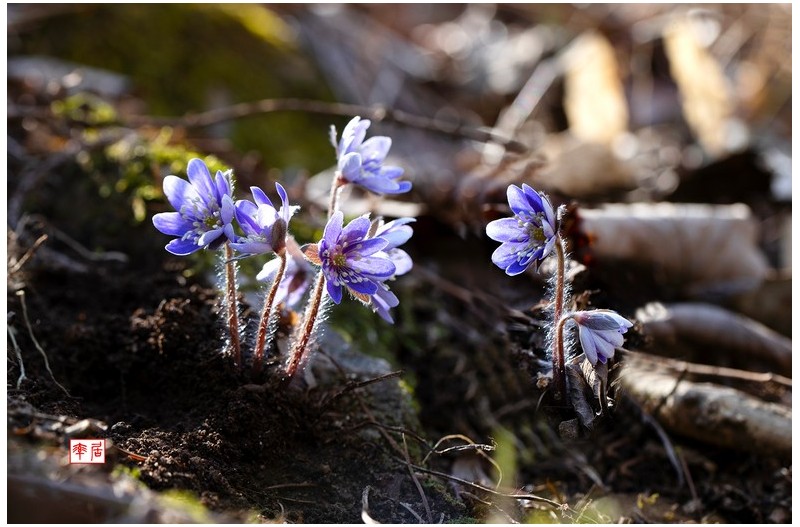 PHOTO BY changickheun  | Canon EOS-1D X Mark III  | 2024:03:14 12:07:54  | ISO-200 | 1/160 sec | f 6.3 | 100 mm | EV=0 | ● WIDTH:1800 pixels  HEIGHT:1194 pixels