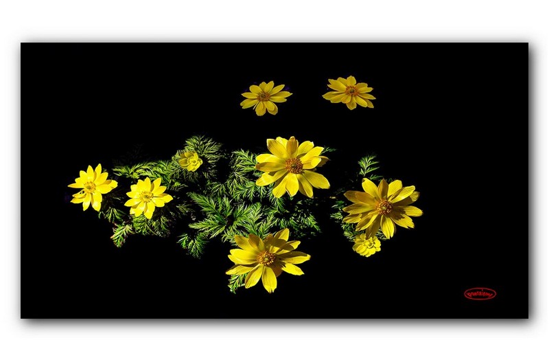 PHOTO BY jps  | Canon EOS R6  | 2024:03:15 12:07:39  | ISO-100 | 1/320 sec | f 7.1 | 85 mm | EV=-0.7 | ● WIDTH:1720 pixels  HEIGHT:990 pixels