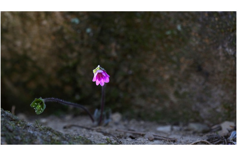 PHOTO BY  | Canon EOS 5D Mark III  | 2024:03:20 11:54:42  | ISO-400 | 1/200 sec | f 4.5 | 100 mm | EV=0 | ● WIDTH:1700 pixels  HEIGHT:963 pixels