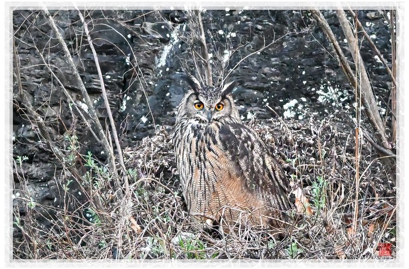 PHOTO BY  | NIKON Z 9  | 2024:03:21 18:26:08  | ISO-20000 | 1/800 sec | f 5.6 | 840 mm | EV=0.3 | ● WIDTH:1500 pixels  HEIGHT:999 pixels