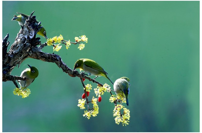 PHOTO BY HNalim  | Canon EOS 7D Mark II  | 2024:03:16 16:10:30  | ISO-1000 | 1/4000 sec | f 8 | 340 mm | EV=0 | ● WIDTH:1800 pixels  HEIGHT:1200 pixels