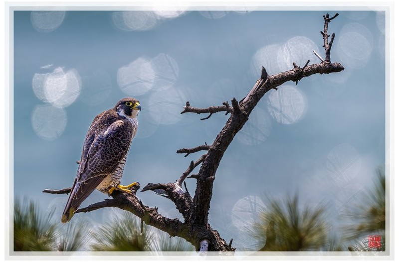 PHOTO BY  | NIKON Z 9  | 2024:03:23 13:38:08  | ISO-500 | 1/1250 sec | f 8 | 1176 mm | EV=0.7 | ● WIDTH:1500 pixels  HEIGHT:999 pixels
