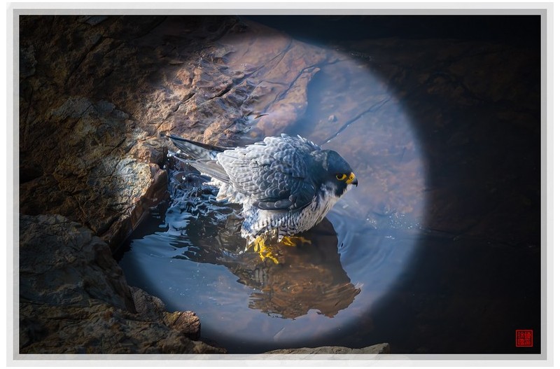 PHOTO BY  | NIKON Z 9  | 2024:03:23 07:42:19  | ISO-1600 | 1/2000 sec | f 5.6 | 840 mm | EV=0.3 | ● WIDTH:1500 pixels  HEIGHT:999 pixels