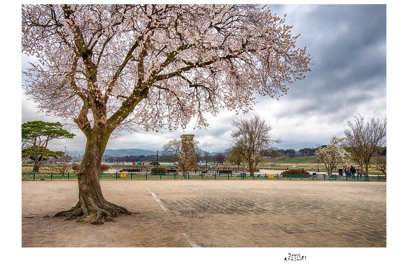 PHOTO BY Kwon Young Woo  | NIKON D850  | 2024:03:24 06:52:34  | ISO-100 | 1/20 sec | f 8 | 30 mm | EV=-0.3 | ● WIDTH:1326 pixels  HEIGHT:947 pixels