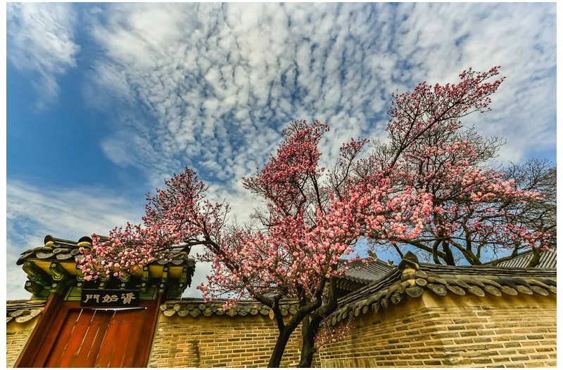 PHOTO BY Jae Ik Lee  | NIKON D850  | 2024:03:24 10:58:37  | ISO-250 | 1/500 sec | f 11 | 14 mm | EV=0 | ● WIDTH:  HEIGHT: