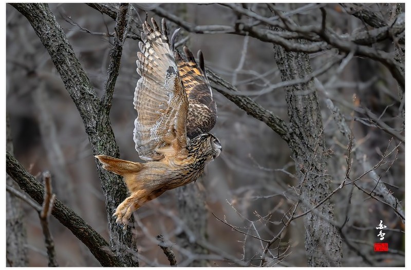 PHOTO BY  | NIKON Z 9  | 2024:03:26 17:07:35  | ISO-8000 | 1/1600 sec | f 4 | 600 mm | EV=-0.3 | ● WIDTH:1700 pixels  HEIGHT:1133 pixels