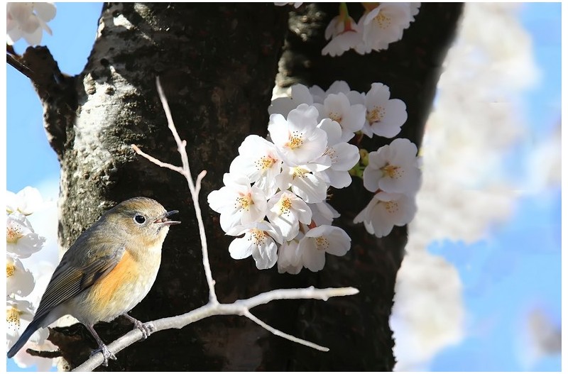 PHOTO BY HNalim  | Canon EOS 7D Mark II  | 2024:03:16 16:10:59  | ISO-1000 | 1/1000 sec | f 8 | 214 mm | EV=0 | ● WIDTH:1800 pixels  HEIGHT:1200 pixels