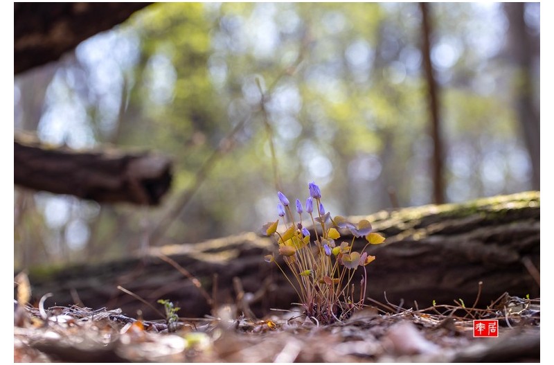 PHOTO BY changickheun  | Canon EOS-1D X Mark III  | 2024:03:27 10:55:01  | ISO-100 | 1/160 sec | f 4.5 | 100 mm | EV=0 | ● WIDTH:1800 pixels  HEIGHT:1234 pixels