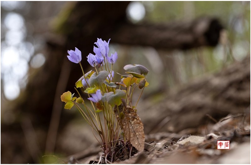 PHOTO BY changickheun  | Canon EOS-1D X Mark III  | 2024:03:30 10:39:11  | ISO-100 | 1/125 sec | f 5.6 | 100 mm | EV=0 | ● WIDTH:1800 pixels  HEIGHT:1178 pixels