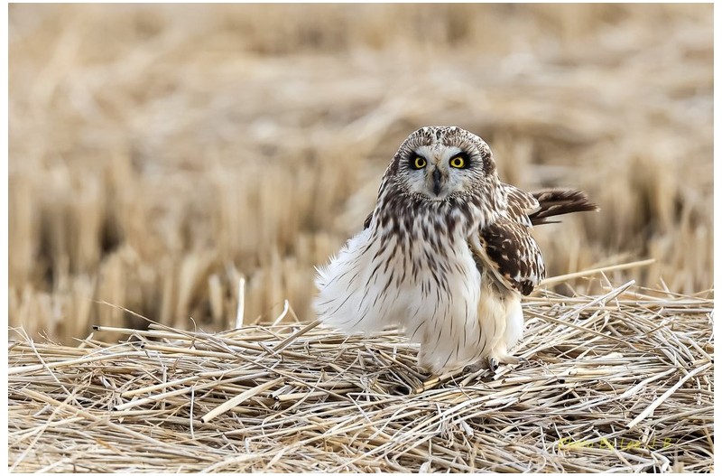 PHOTO BY  | Canon EOS R6m2  | 2024:02:11 15:25:54  | ISO-1250 | 1/4000 sec | f 5.6 | 600 mm | EV=0.3 | ● WIDTH:2418 pixels  HEIGHT:1612 pixels