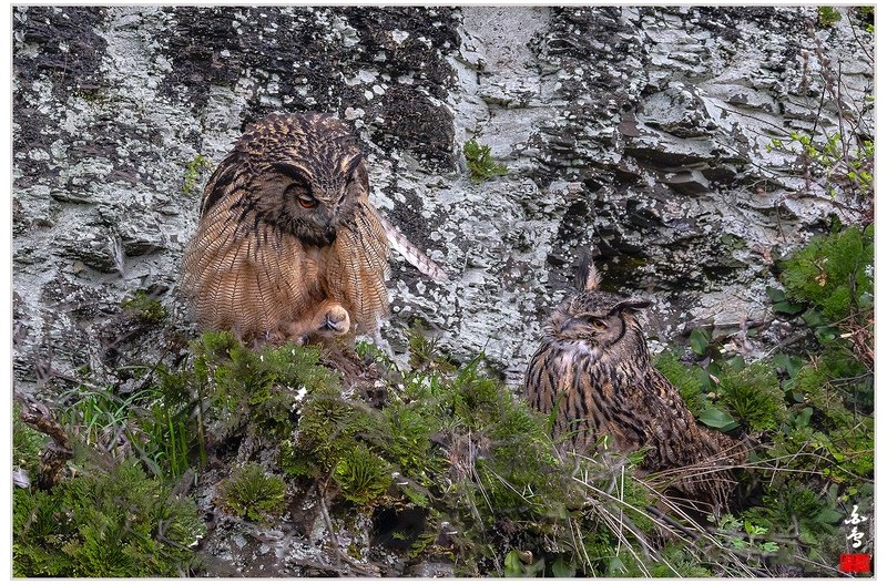 PHOTO BY  | NIKON Z 9  | 2024:03:31 16:39:33  | ISO-3200 | 1/2500 sec | f 5.6 | 840 mm | EV=0 | ● WIDTH:1700 pixels  HEIGHT:1132 pixels