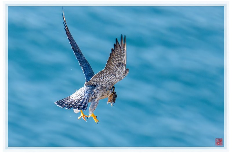 PHOTO BY  | NIKON Z 9  | 2024:04:01 07:31:33  | ISO-1400 | 1/1600 sec | f 6.3 | 600 mm | EV=0.3 | ● WIDTH:1500 pixels  HEIGHT:999 pixels