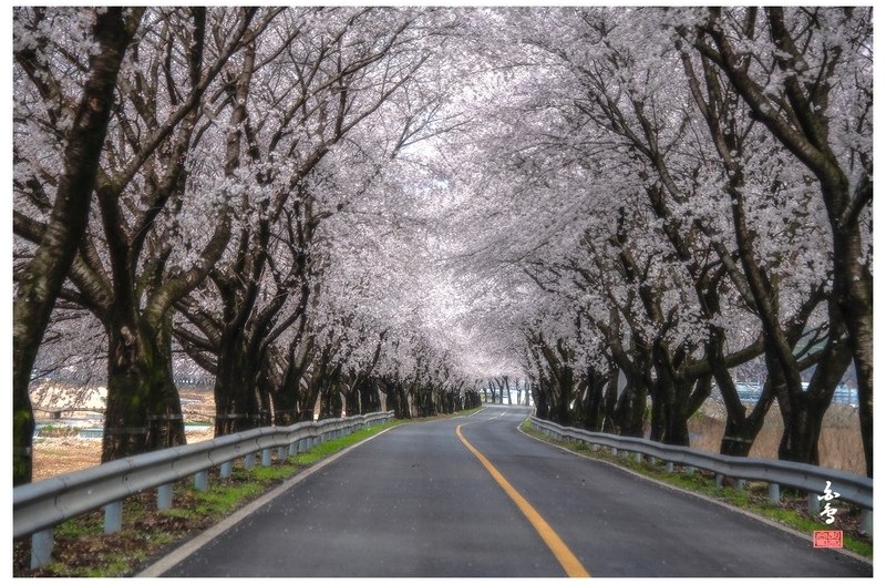 PHOTO BY SINSUKHEE  | NIKON D850  | 2024:04:04 09:04:15  | ISO-400 | 1/2000 sec | f 5.3 | 112 mm | EV=-1 | ● WIDTH:1700 pixels  HEIGHT:1133 pixels