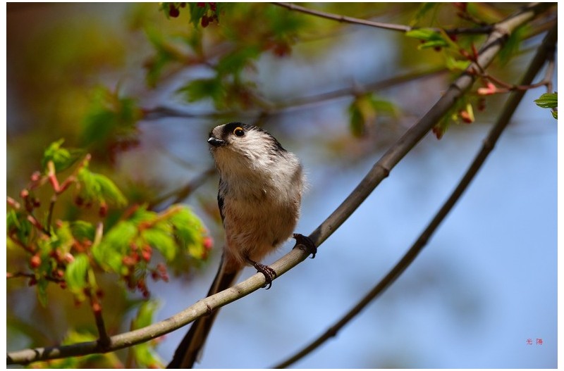 PHOTO BY                                       | NIKON D500  | 2024:04:01 11:24:49  | ISO-450 | 1/2000 sec | f 5.6 | 500 mm | EV=-0.3 | ● WIDTH:4950 pixels  HEIGHT:3300 pixels
