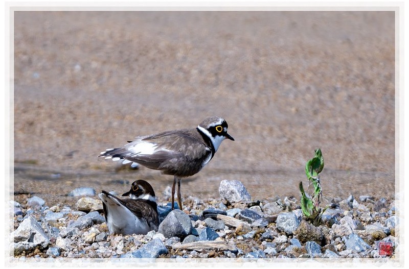 PHOTO BY  | NIKON Z 9  | 2024:04:12 09:39:23  | ISO-200 | 1/1600 sec | f 5.6 | 840 mm | EV=-0.3 | ● WIDTH:1500 pixels  HEIGHT:999 pixels