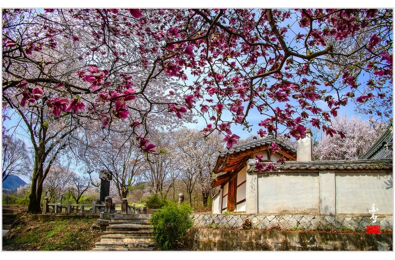 PHOTO BY SINSUKHEE  | NIKON D850  | 2024:04:10 10:40:01  | ISO-200 | 1/500 sec | f 11 | 13 mm | EV=-0.3 | ● WIDTH:1700 pixels  HEIGHT:1059 pixels