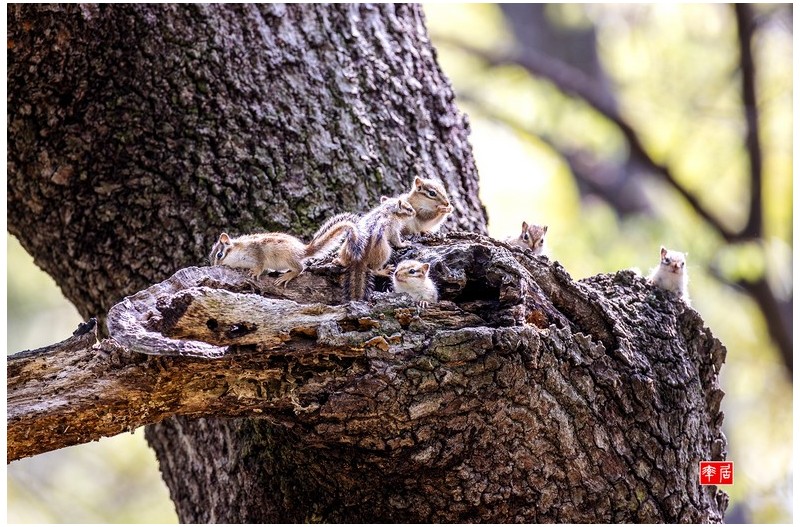 PHOTO BY changickheun  | Canon EOS-1D X Mark III  | 2024:04:16 10:56:57  | ISO-800 | 1/500 sec | f 4.5 | 600 mm | EV=0 | ● WIDTH:1800 pixels  HEIGHT:1193 pixels