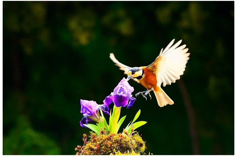 PHOTO BY HNalim  | Canon EOS 7D Mark II  | 2024:04:11 14:22:16  | ISO-1000 | 1/2500 sec | f 8 | 28 mm | EV=0 | ● WIDTH:1800 pixels  HEIGHT:1200 pixels