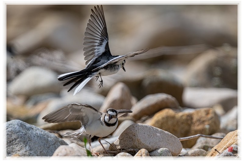 PHOTO BY  | NIKON Z 9  | 2024:04:17 14:14:27  | ISO-320 | 1/2000 sec | f 6.3 | 840 mm | EV=0 | ● WIDTH:1500 pixels  HEIGHT:1000 pixels