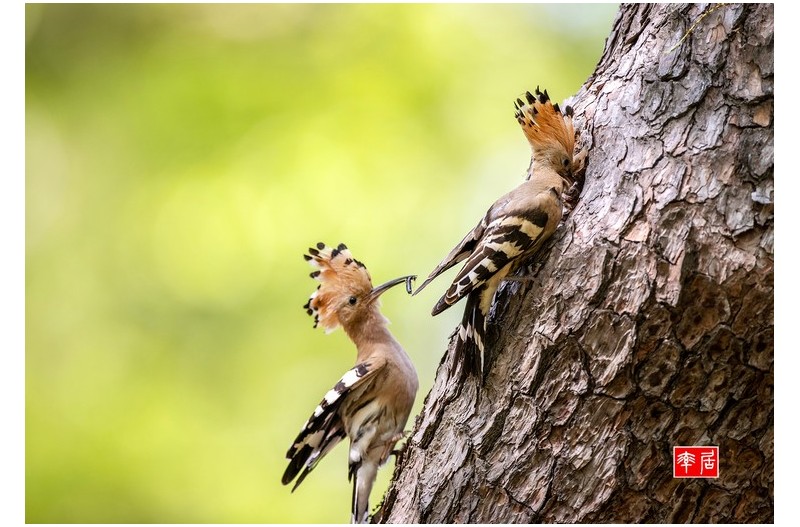 PHOTO BY changickheun  | Canon EOS-1D X Mark III  | 2024:04:16 13:34:24  | ISO-800 | 1/800 sec | f 4 | 600 mm | EV=0 | ● WIDTH:1800 pixels  HEIGHT:1252 pixels
