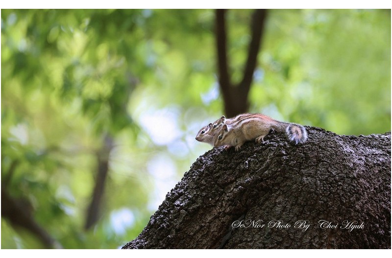 PHOTO BY  | Canon EOS R6  | 2024:04:17 12:47:40  | ISO-1000 | 1/400 sec | f 6.3 | 600 mm | EV=0 | ● WIDTH:1700 pixels  HEIGHT:1050 pixels