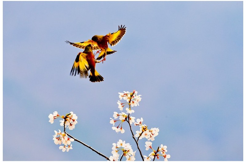PHOTO BY HNalim  | Canon EOS 7D Mark II  | 2024:04:11 14:22:37  | ISO-1000 | 1/2500 sec | f 8 | 35 mm | EV=0 | ● WIDTH:1800 pixels  HEIGHT:1200 pixels