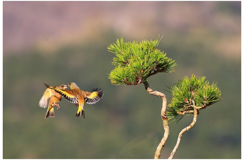 PHOTO BY HNalim  | Canon EOS 7D Mark II  | 2024:04:11 14:22:16  | ISO-1000 | 1/2500 sec | f 8 | 28 mm | EV=0 | ● WIDTH:1800 pixels  HEIGHT:1200 pixels