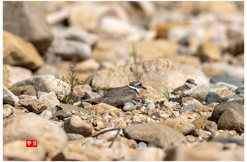 PHOTO BY changickheun  | Canon EOS-1D X Mark III  | 2024:04:19 09:30:18  | ISO-400 | 1/2000 sec | f 7.1 | 600 mm | EV=0 | ● WIDTH:1800 pixels  HEIGHT:1200 pixels