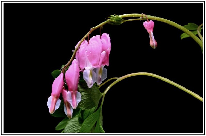 PHOTO BY                                       | NIKON Z 7_2  | 2024:04:22 05:34:28  | ISO-200 | 13/10 sec | f 10 | 60 mm | EV=-0.7 | ● WIDTH:5408 pixels  HEIGHT:3600 pixels