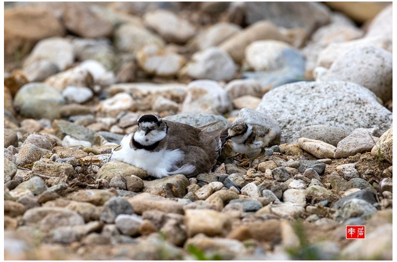 PHOTO BY changickheun  | Canon EOS-1D X Mark III  | 2024:04:23 08:51:59  | ISO-400 | 1/1250 sec | f 6.3 | 600 mm | EV=0 | ● WIDTH:1800 pixels  HEIGHT:1198 pixels