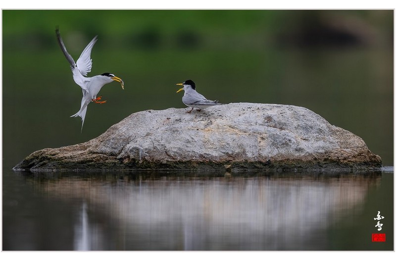 PHOTO BY  | NIKON Z 9  | 2024:04:25 10:52:37  | ISO-500 | 1/1600 sec | f 9 | 600 mm | EV=-0.3 | ● WIDTH:1700 pixels  HEIGHT:1051 pixels