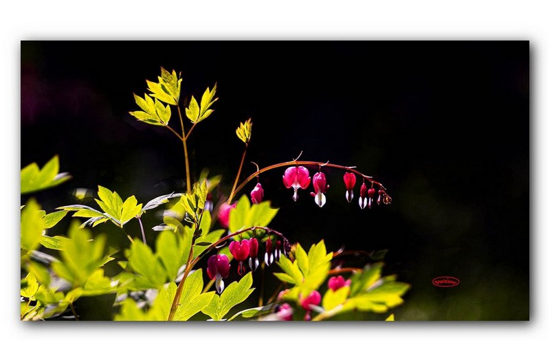 PHOTO BY jps  | Canon EOS R6  | 2024:04:25 14:37:21  | ISO-1000 | 1/2500 sec | f 6.3 | 413 mm | EV=-0.7 | ● WIDTH:1600 pixels  HEIGHT:934 pixels