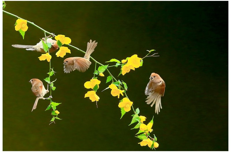 PHOTO BY HNalim  | Canon EOS 7D Mark II  | 2024:04:25 17:07:32  | ISO-1000 | 1/1250 sec | f 18 | 104 mm | EV=0 | ● WIDTH:1800 pixels  HEIGHT:1200 pixels