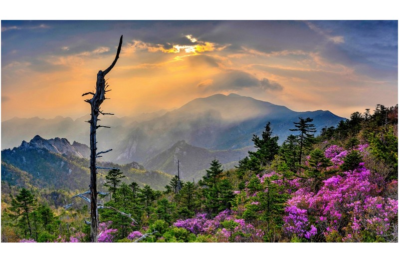 PHOTO BY CHUNG HYUN SUK  | NIKON Z 7_2  | 2023:05:14 06:31:32  | ISO-100 | 1/20 sec | f 13 | 24 mm | EV=-0.3 | ● WIDTH:1000 pixels  HEIGHT:561 pixels