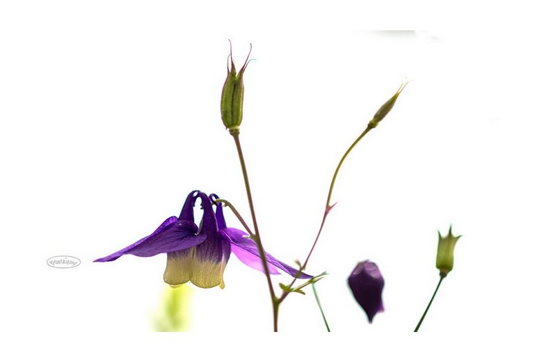 PHOTO BY jps  | Canon EOS R6  | 2024:04:28 10:42:26  | ISO-100 | 1/3200 sec | f 2.8 | 100 mm | EV=0.3 | ● WIDTH:1600 pixels  HEIGHT:880 pixels