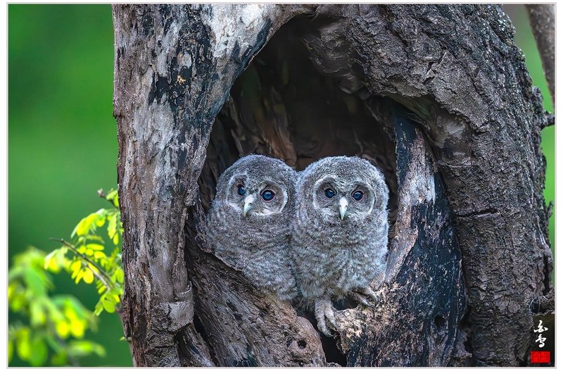 PHOTO BY  | NIKON Z 9  | 2024:04:25 19:28:53  | ISO-8000 | 1/20 sec | f 4.5 | 600 mm | EV=-0.7 | ● WIDTH:0 pixels  HEIGHT:0 pixels