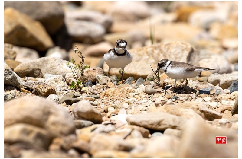 PHOTO BY changickheun  | Canon EOS-1D X Mark III  | 2024:04:19 12:20:34  | ISO-200 | 1/1600 sec | f 7.1 | 600 mm | EV=0 | ● WIDTH:1800 pixels  HEIGHT:1212 pixels