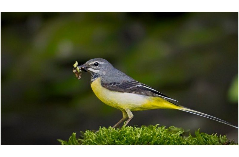 PHOTO BY jaick  | Canon EOS 90D  | 2025:05:01 15:32:28  | ISO-1600 | 1/1000 sec | f 2.8 | 400 mm | EV=0.3 | ● WIDTH:1800 pixels  HEIGHT:1012 pixels