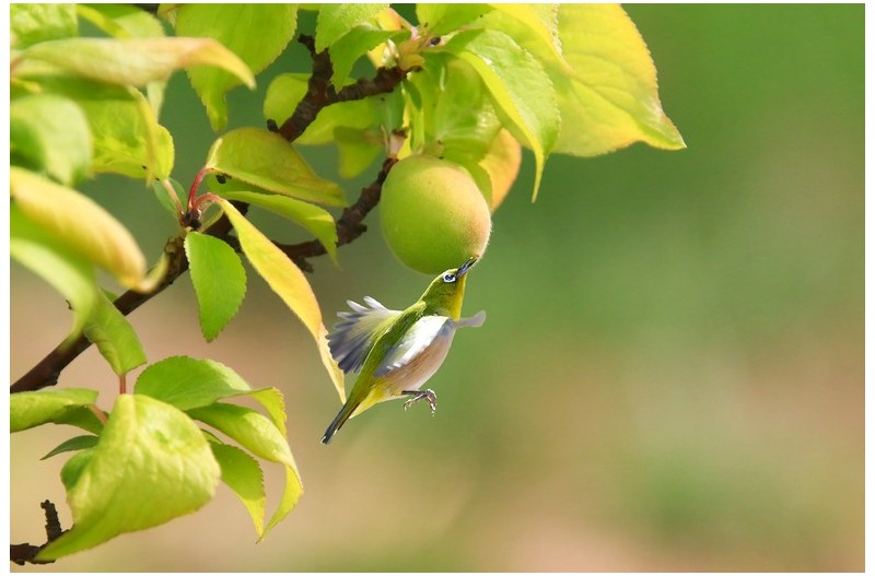 PHOTO BY HNalim  | Canon EOS 7D Mark II  | 2024:04:25 17:07:37  | ISO-1000 | 1/800 sec | f 18 | 104 mm | EV=0 | ● WIDTH:1800 pixels  HEIGHT:1200 pixels