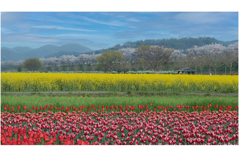 PHOTO BY HAN_JS  | NIKON Z 50  | 2024:04:08 07:55:29  | ISO-100 | 1/320 sec | f 8 | 69 mm | EV=0.3 | ● WIDTH:1998 pixels  HEIGHT:1124 pixels
