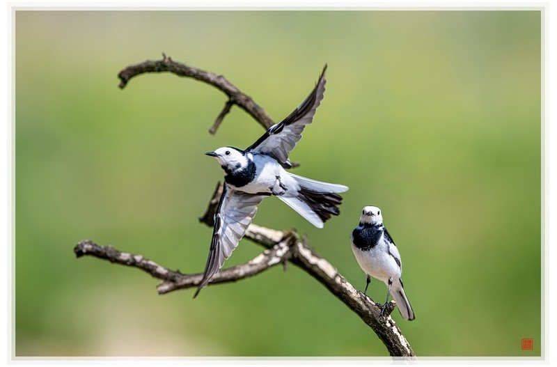 PHOTO BY  | NIKON Z 9  | 2024:05:02 09:34:43  | ISO-450 | 1/2000 sec | f 5.6 | 600 mm | EV=0.3 | ● WIDTH:1500 pixels  HEIGHT:1003 pixels