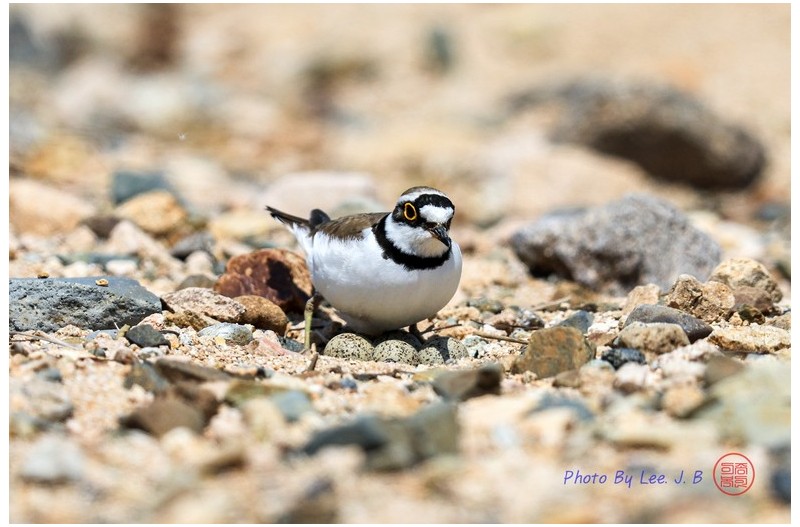 PHOTO BY  | Canon EOS R3  | 2024:04:27 12:50:43  | ISO-320 | 1/4000 sec | f 5.6 | 840 mm | EV=0 | ● WIDTH:2892 pixels  HEIGHT:1927 pixels