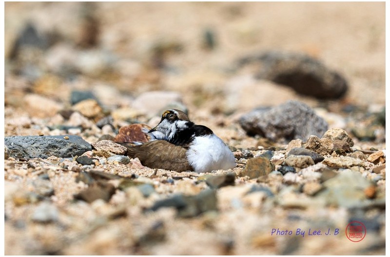 PHOTO BY  | Canon EOS R3  | 2024:04:27 13:22:24  | ISO-320 | 1/4000 sec | f 5.6 | 840 mm | EV=0 | ● WIDTH:2891 pixels  HEIGHT:1926 pixels