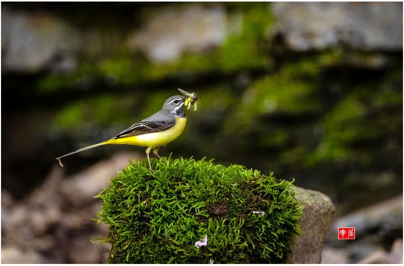 PHOTO BY changickheun  | Canon EOS-1D X Mark III  | 2024:04:27 12:32:08  | ISO-3200 | 1/1250 sec | f 4 | 600 mm | EV=0 | ● WIDTH:1800 pixels  HEIGHT:1175 pixels